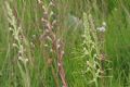 Himantoglossum adriaticum (ipocromia)